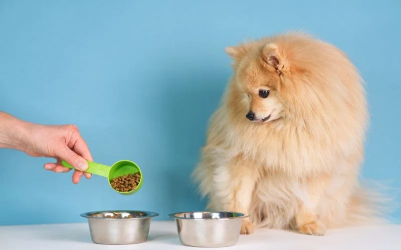 My Small Dog to a New Food