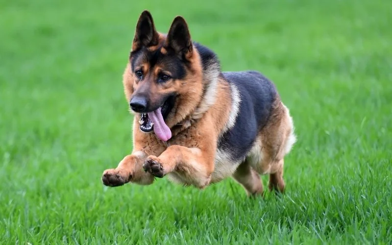 Can Dogs Eat Tomatoes?