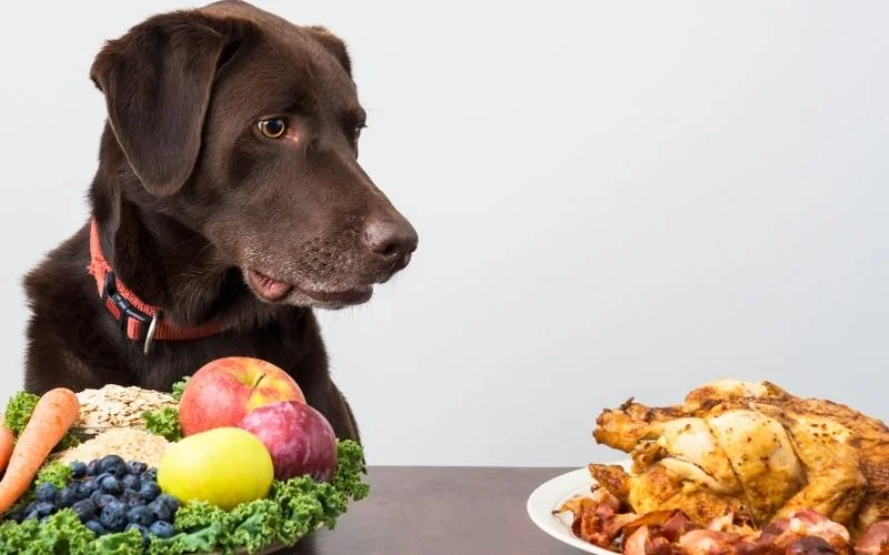 The Best Food for French Bulldogs
