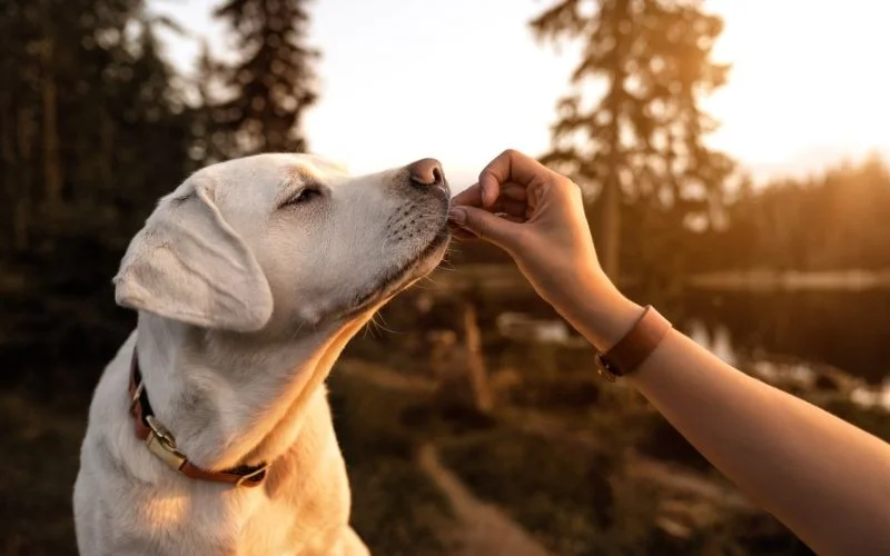 Is Cinnamon Safe for Dogs?