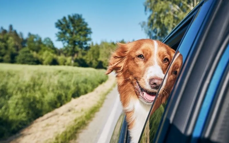 Side Effects of Acetylcysteine in Dogs