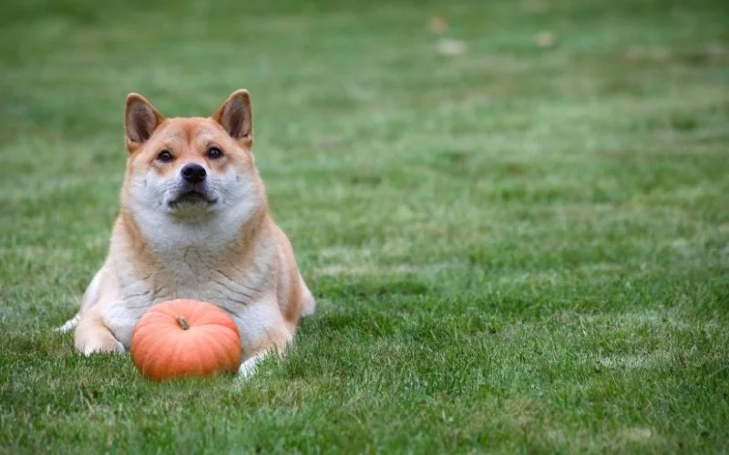 Open Farm Dog Food