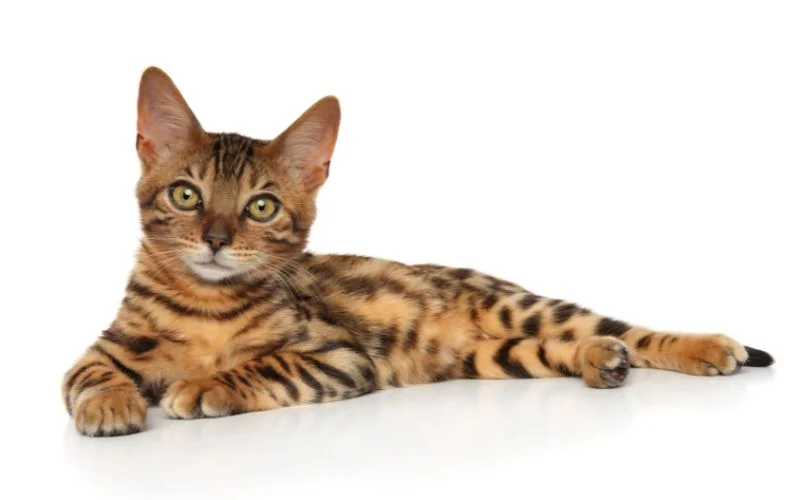 Rare Cat Breeds