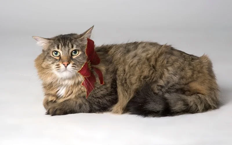 Rare Cat Breeds
