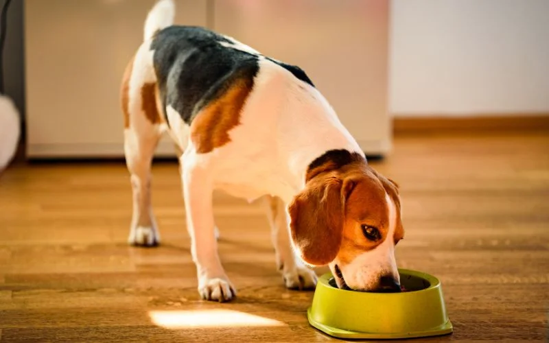 Is Caramel Bad for Dogs? 5 Health Risks of Caramel for Dogs