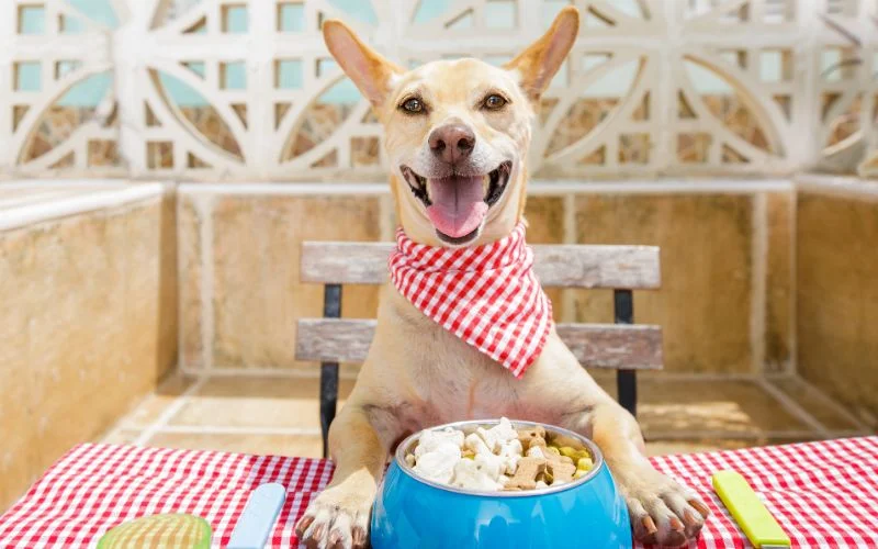 Organic Dog Food