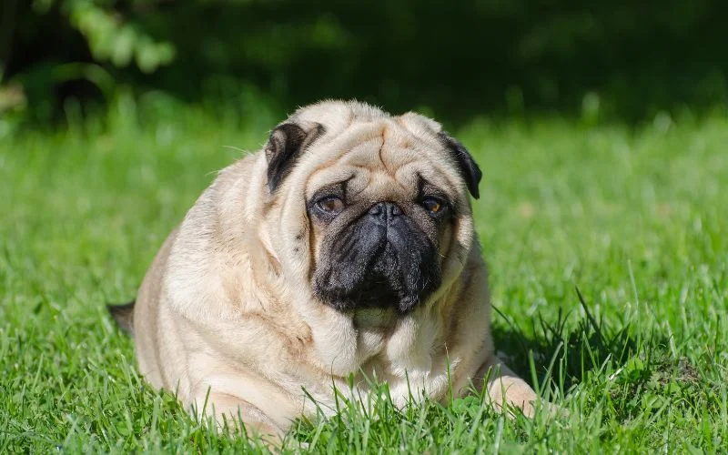 Side Effects of Acetylcysteine in Dogs