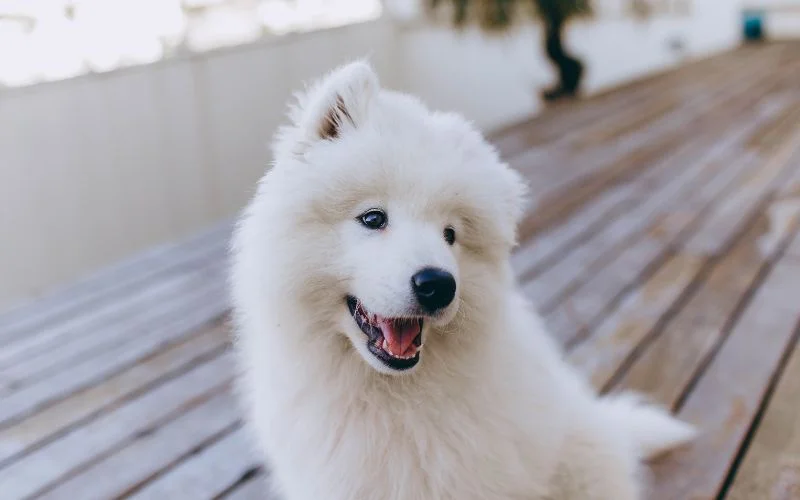 Side Effects of Acetylcysteine in Dogs