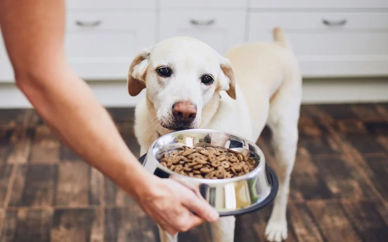 best dog food for pitbulls