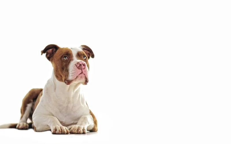 best dog food for pitbulls