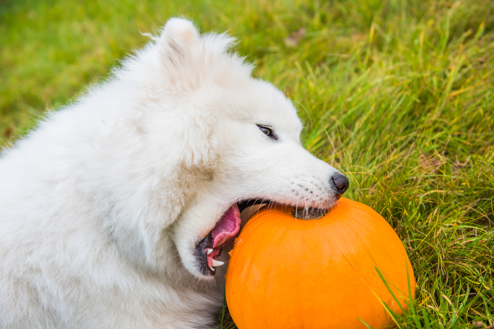 Dogs Allergic to Oranges