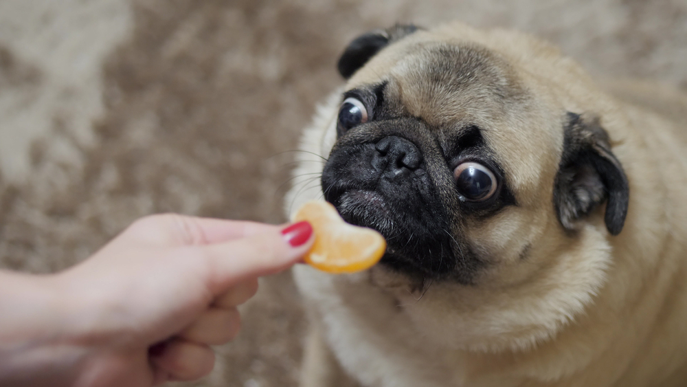 Dogs Allergic to Oranges