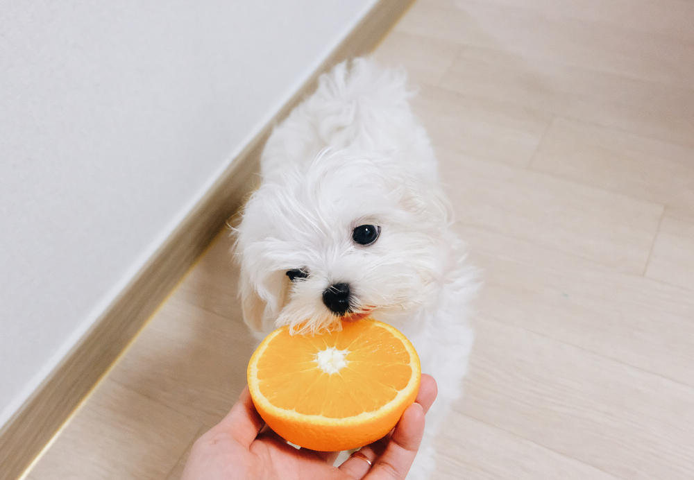 Dogs Allergic to Oranges