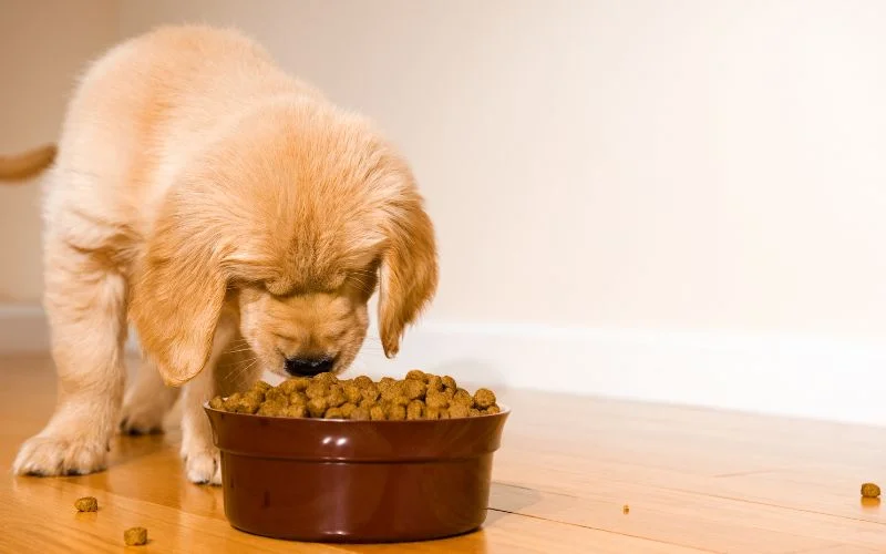 Can Dogs Eat Caramel?