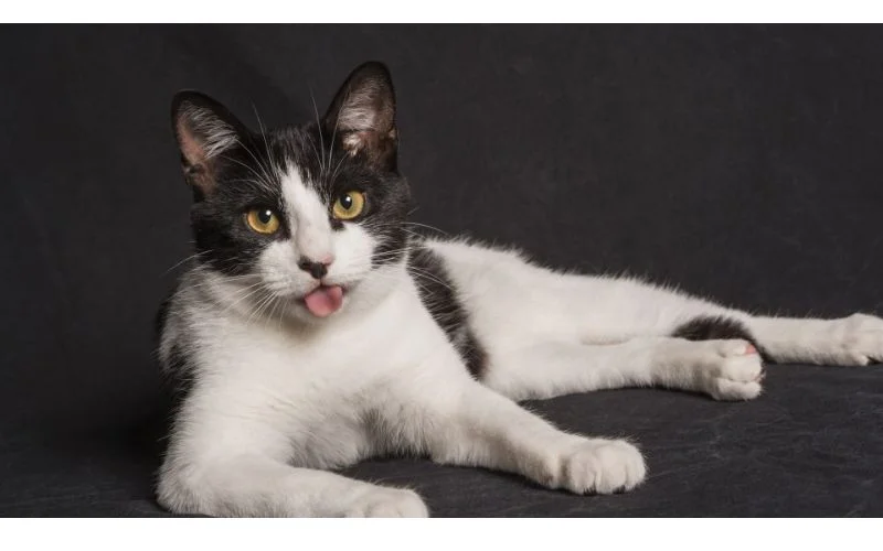 Cat's Digestive Response to Tomato Soup