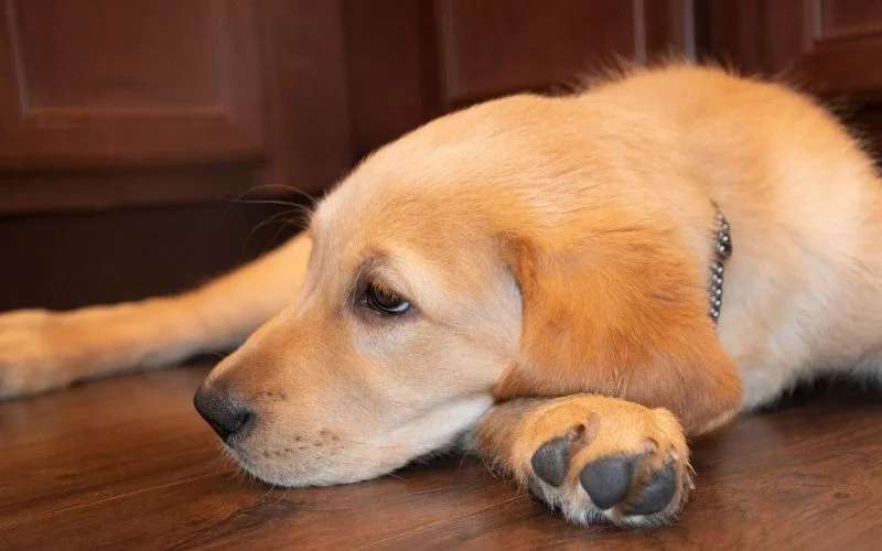 Origins of the Lab Husky Mix