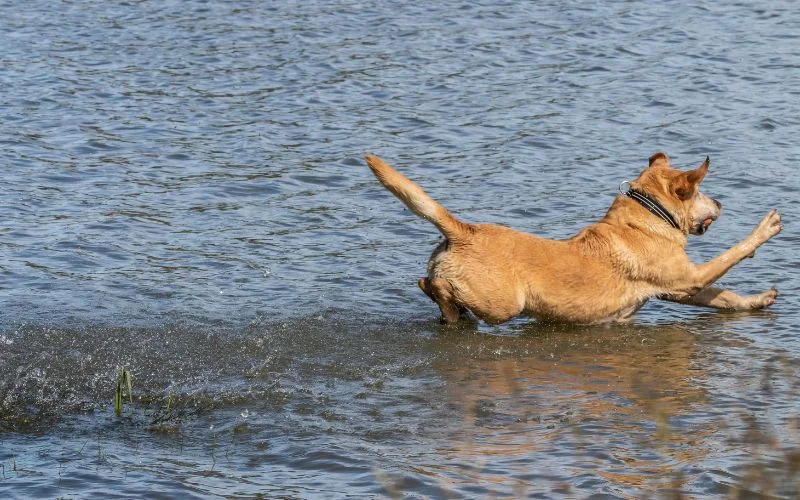 Goldador Children and Other Pets: A Friendly Disposition