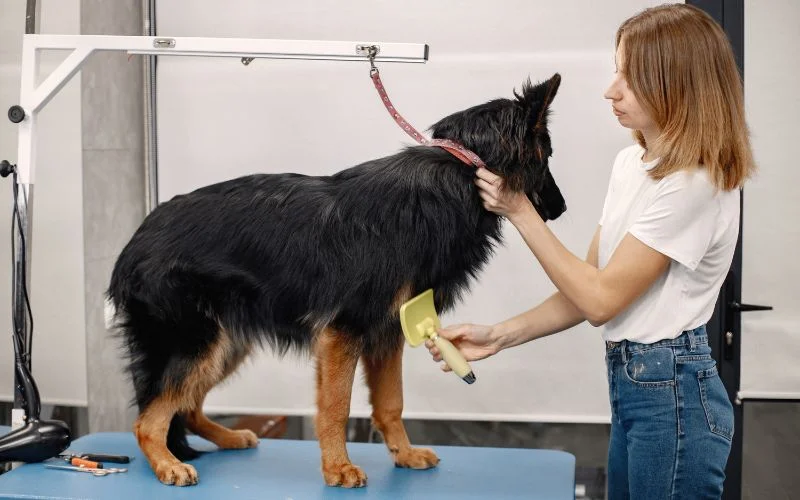 Training Your 4-Month-Old German Shepherd Puppy