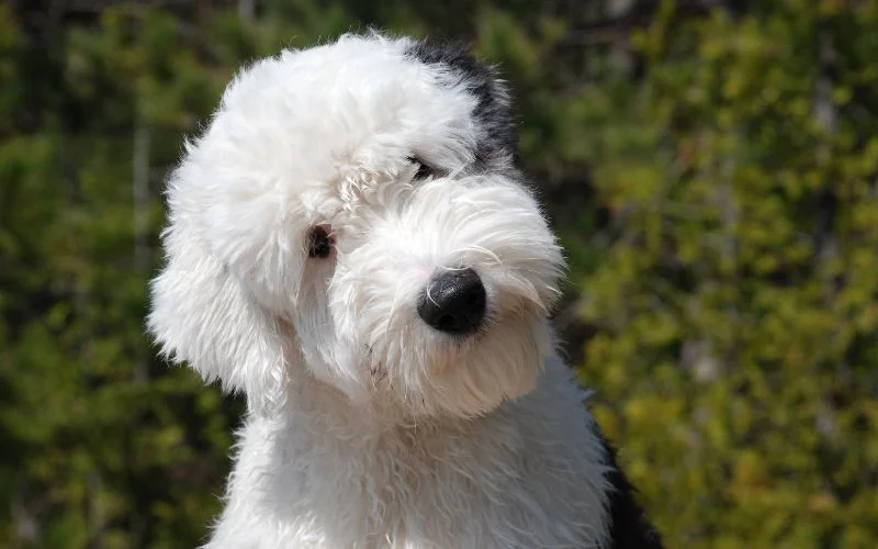 Origins of the Micro Goldendoodle