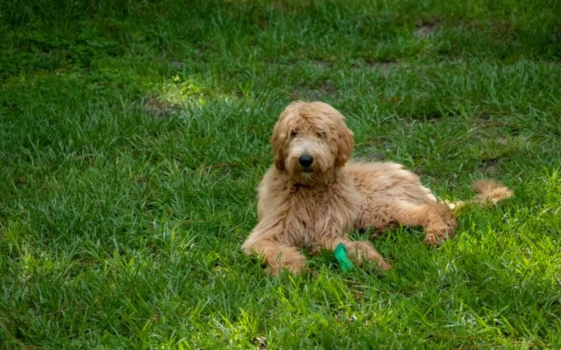 The Origins of the Golden Mountain Dog