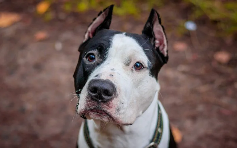 Appearance of Long-Haired Pitbulls