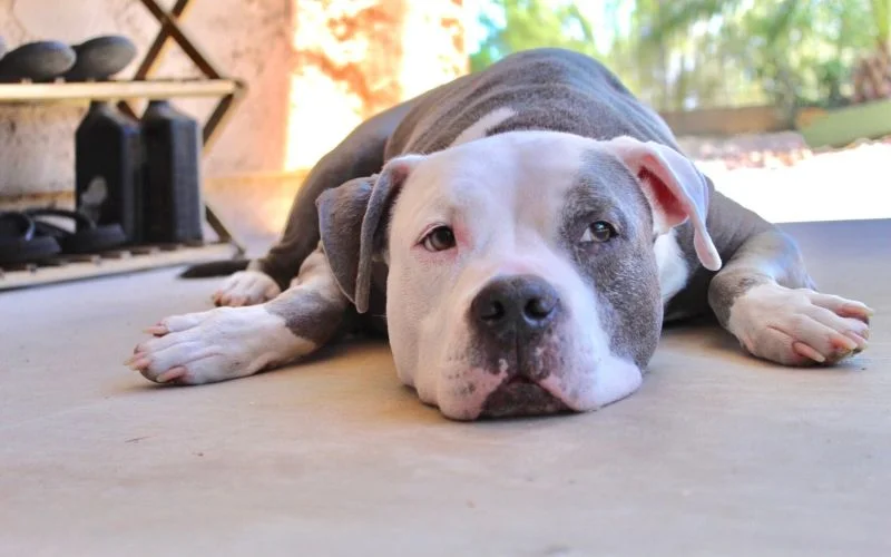 Essential Care for Long-Haired Pitbulls