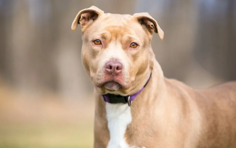 Finding Trustworthy Adoption Centers