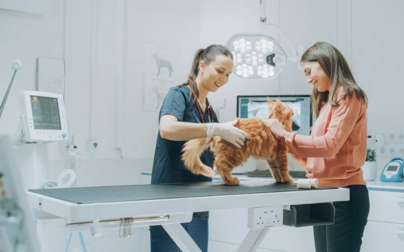 Pet Care