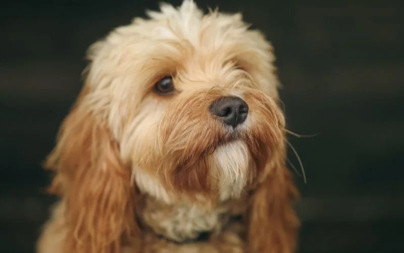 Temperament and Personality