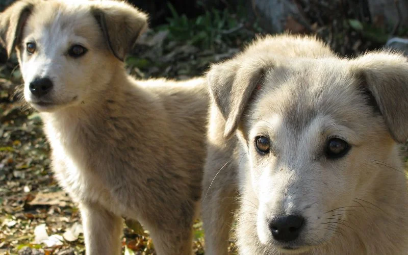 Comprehensive Guide to Train a Maremma Sheepdog