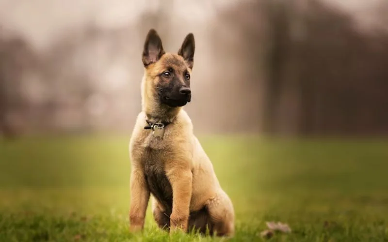 Rottweiler German Shepherd Mix Overview