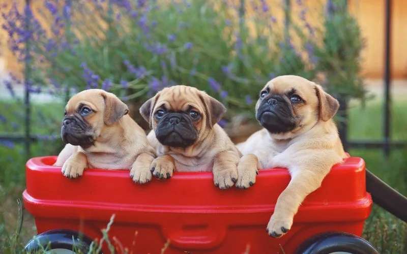 Social Behavior And Temperament
