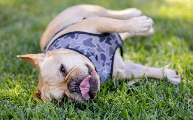 Comprehensive Care Guide For Your Chihuahua Frenchie Mix