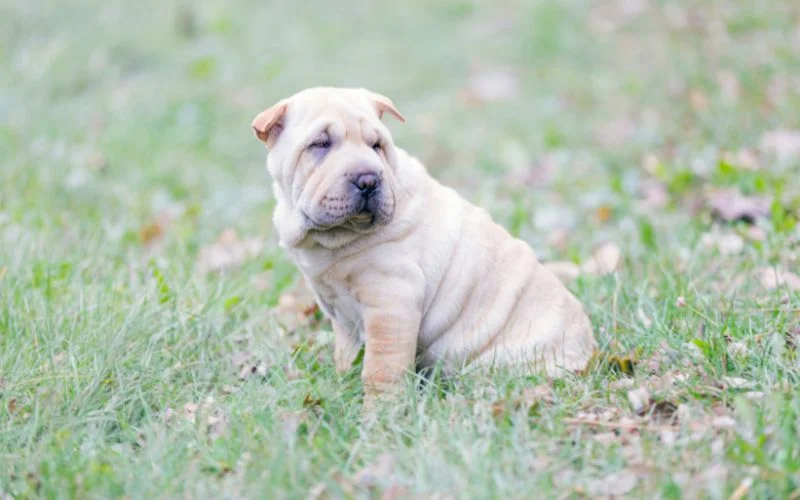 Breed Characteristics