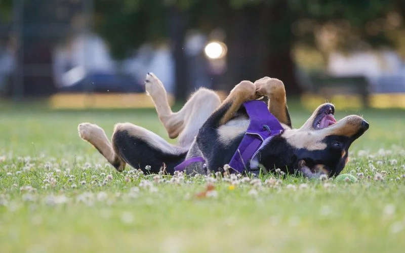 Training Techniques for Your Rottweiler Lab Mix