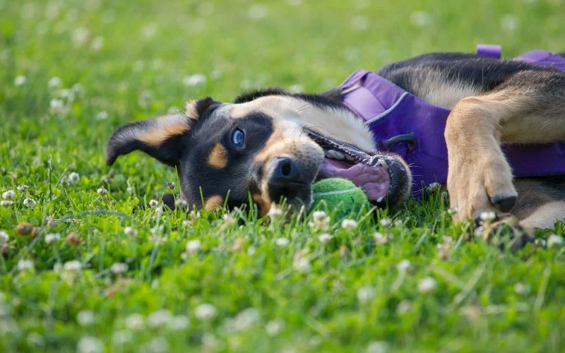 Physical Traits of a Rottweiler Lab Mix