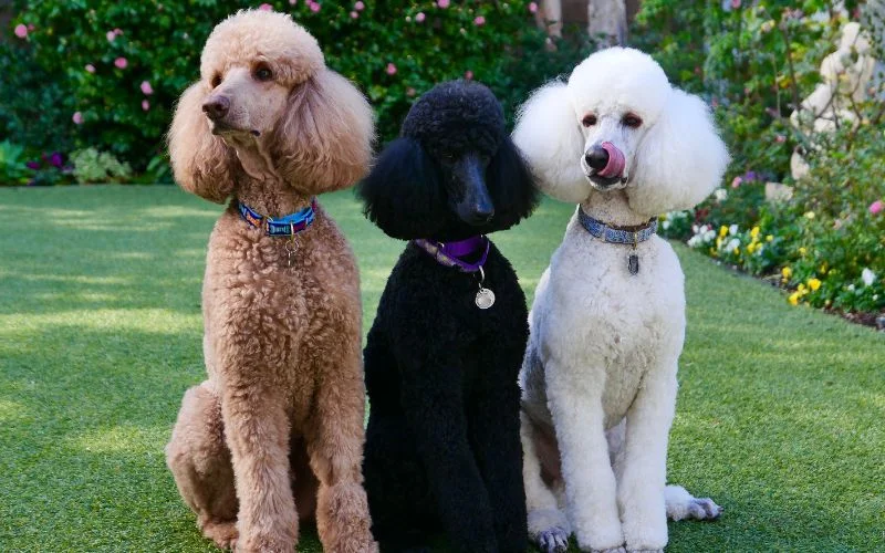 The Modern Poodle Pointer
