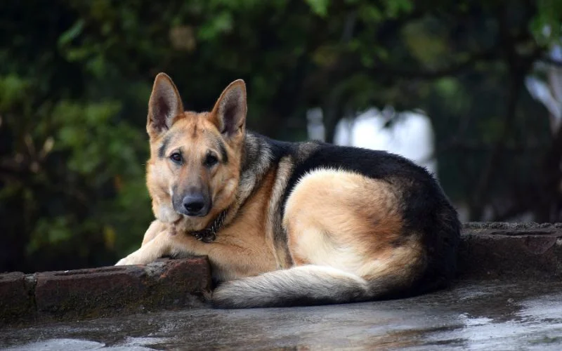Meeting the Exercise and Grooming Needs