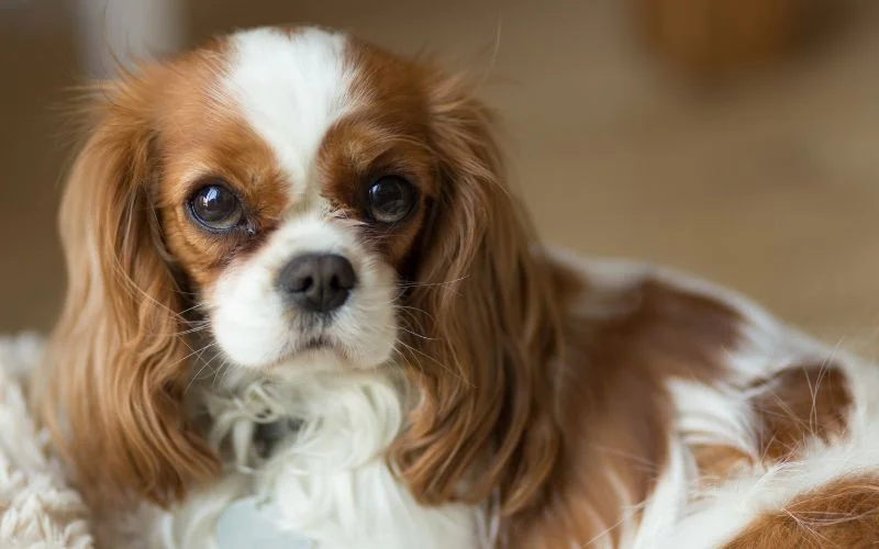 Training Your Golden Cavalier
