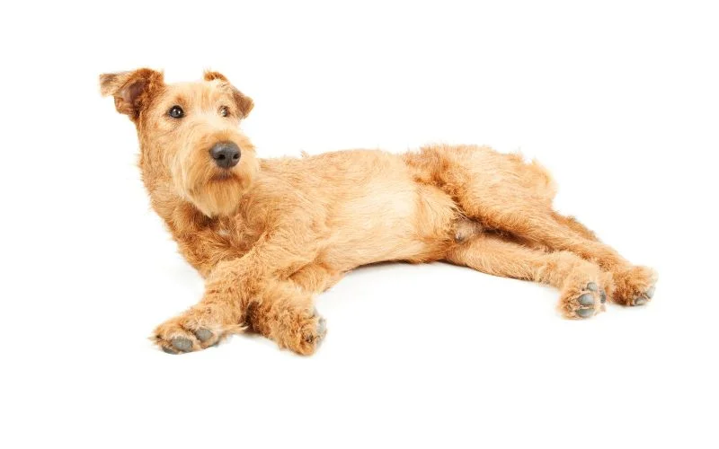 Overview of the Golden Cavalier Breed