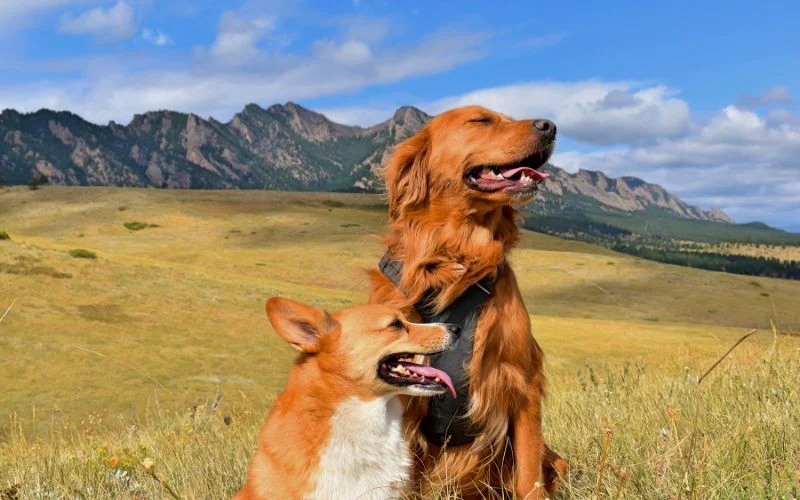 Effective Training Techniques for Golden Cocker Retrievers