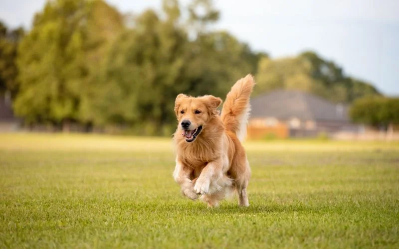Training and Socialization