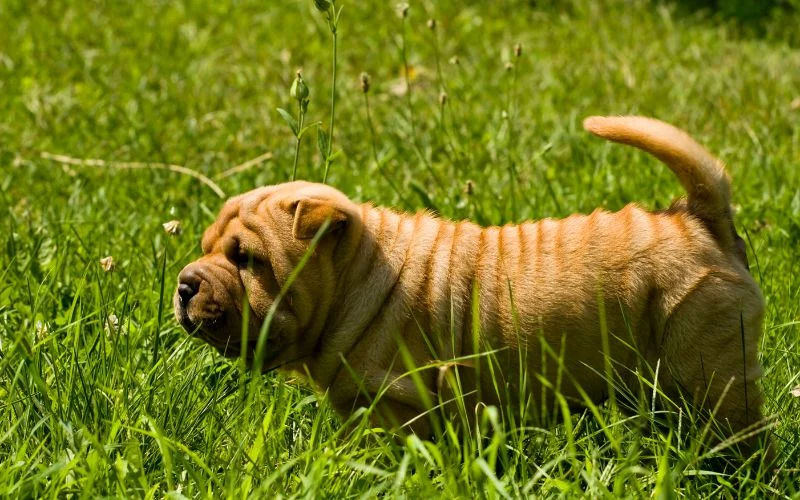 Understanding the Bull Pei