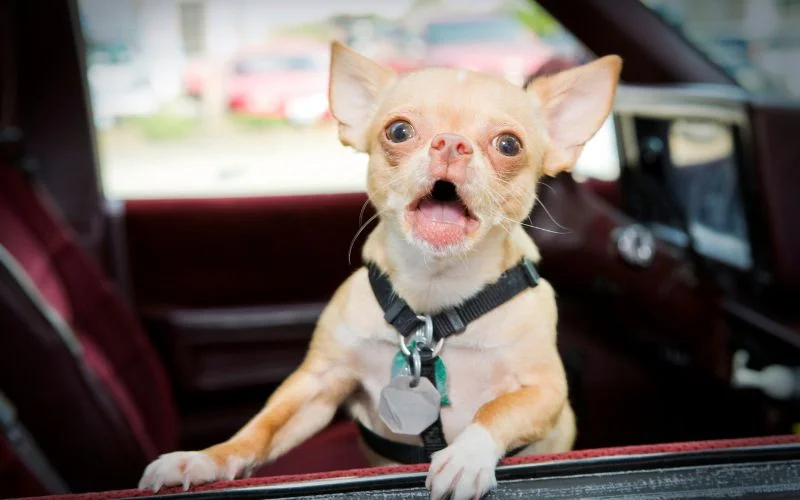The Origins of Chipin Dogs