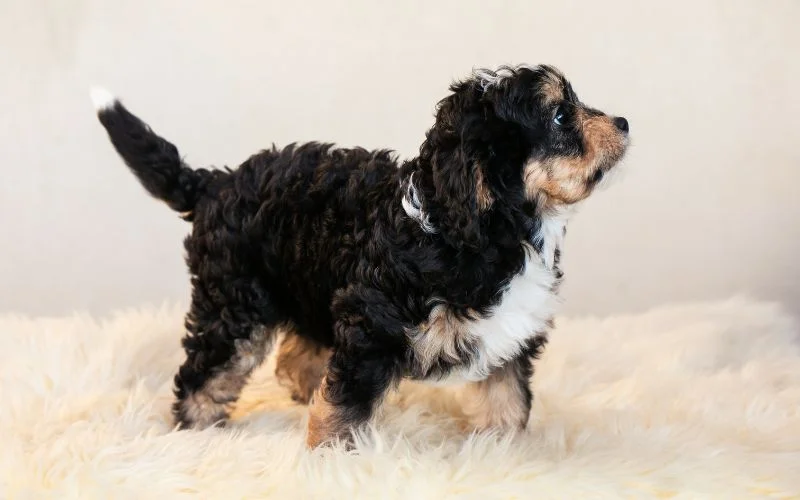 Physical Characteristics and Coat Types