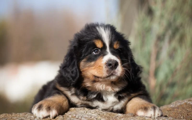 Finding Trustworthy Australian Bernedoodle Breeders
