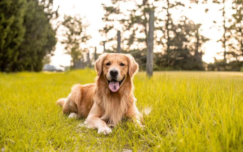Key Characteristics: Size, Coat Color and Energy