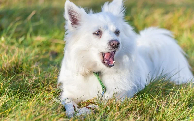 Grooming Requirements
