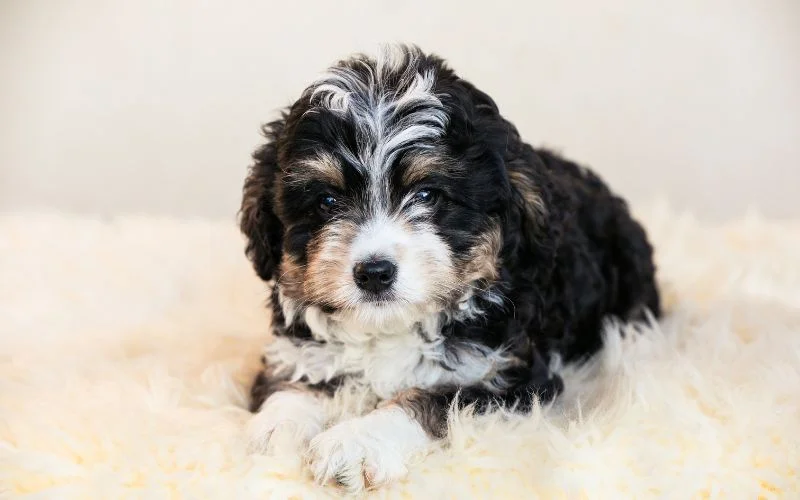 Effective Training Tips for Your Miniature Bernedoodle